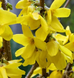 Forsythie Goldrausch 40-60cm - Forsythia Goldrausch