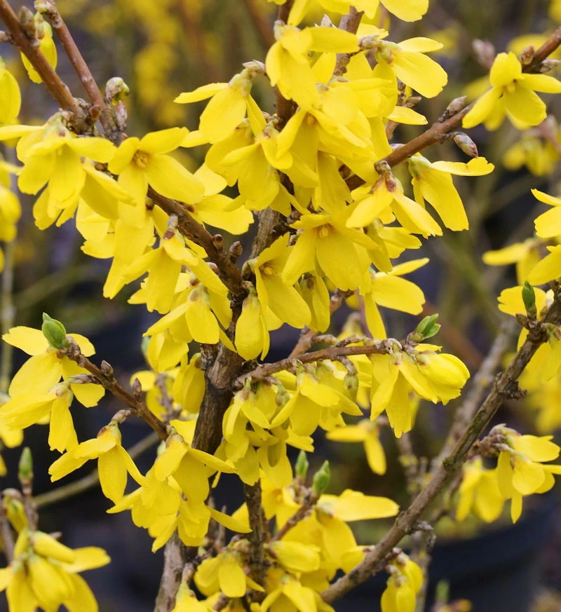 Forsythie Lynwood 60-80cm - Forsythia 3 Forsythie Lynwood 60-80cm - Forsythia