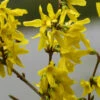 Goldglöckchen Spectabilis® 100-125cm - Forsythia Intermedia -NR-01 Verkäufe ForsythiaintermediaSpectabilis