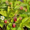 Walderdbeere Alexandria - Fragaria Vesca 2 Walderdbeere Alexandria - Fragaria Vesca -NR-01 Verkäufe Fragaria Alexandria