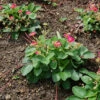 Garten Erdbeere Pink Panda - Fragaria Ananassa