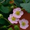 Garten Erdbeere Rosana F1 - Fragaria Ananassa 2 Garten Erdbeere Rosana F1 - Fragaria Ananassa -NR-01 Verkäufe Fragaria ananassa Rosana F1