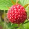 Garten Erdbeere Senga Segana - Fragaria Ananassa -NR-01 Verkäufe Fragaria ananassa Senga Segana