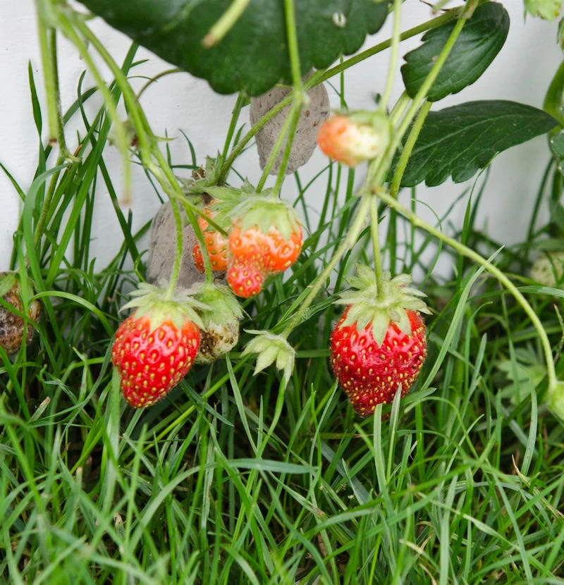 Garten Erdbeere Summer Breeze Rose - Großer Topf - Fragaria Ananassa 3 Garten Erdbeere Summer Breeze Rose - Großer Topf - Fragaria Ananassa