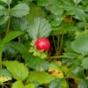 Teppich Erdbeere - Fragaria Chiloensis 2 Teppich Erdbeere - Fragaria Chiloensis -NR-01 Verkäufe Fragaria chiloensis Chaval
