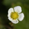 Garten Erdbeere Framboos - Fragaria Vesca 1 Garten Erdbeere Framboos - Fragaria Vesca -NR-01 Verkäufe Fragaria vesca Framboos