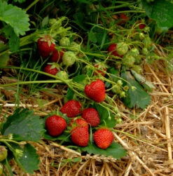 Garten Erdbeere Korona - Fragaria Ananassa