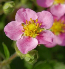 Rosa Walderdbeere - Fragaria Vesca
