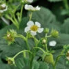 Walderdbeere Verbesserte Rügen - Fragaria Vesca Semperflorens -NR-01 Verkäufe Fragaria vesca semperflorens Verbesserte Rgen 1