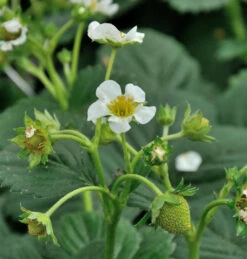 Walderdbeere Verbesserte Rügen - Fragaria Vesca Semperflorens