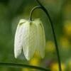 Schachbrettblume Alba - Fritillaria Meleagris Alba 2 Schachbrettblume Alba - Fritillaria Meleagris Alba -NR-01 Verkäufe Fritillariameleagris alba BLWS309012