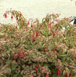 Fuchsie Tom West - Großer Topf - Fuchsia Culturum