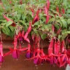 Fuchsie Georg - Fuchsia Magellanica 1 Fuchsie Georg - Fuchsia Magellanica -NR-01 Verkäufe Fuchsia magellanica Georg