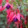 Fuchsie M. Popple - Fuchsia Magellanica -NR-01 Verkäufe Fuchsia magellanica MPopple
