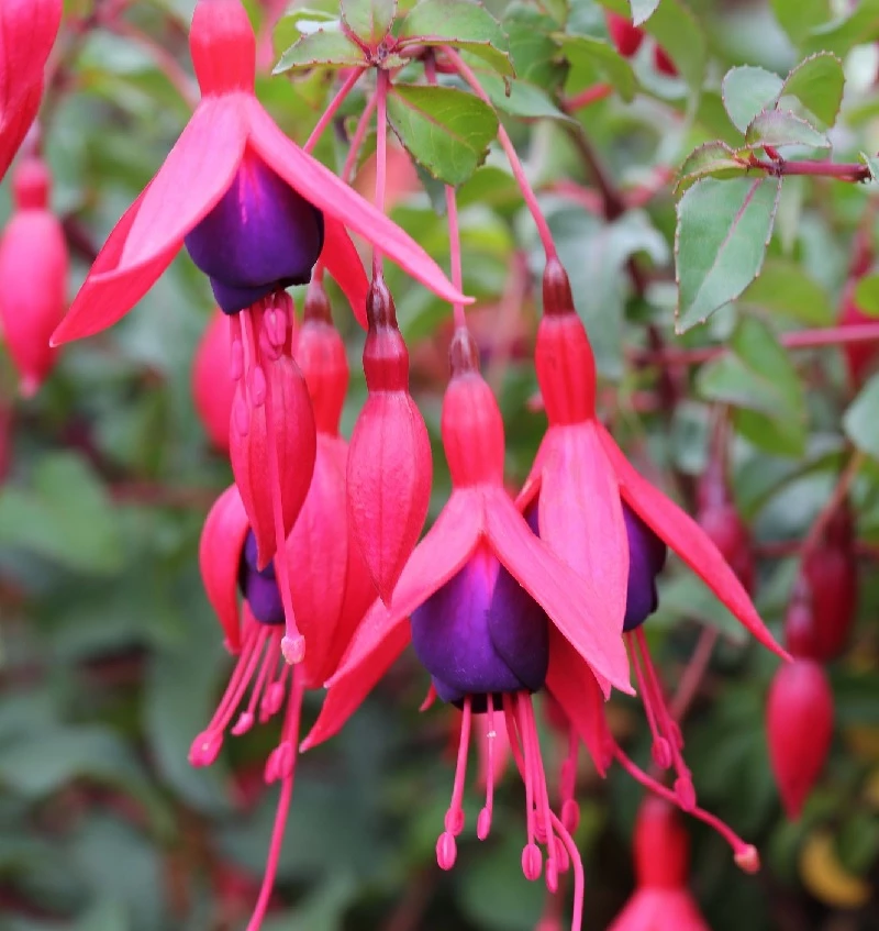 Fuchsie M. Popple - Fuchsia Magellanica 3 Fuchsie M. Popple - Fuchsia Magellanica