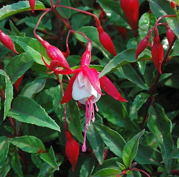 Fuchsie Madame Cornelissen - Fuchsia Magellanica 3 Fuchsie Madame Cornelissen - Fuchsia Magellanica
