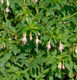 Fuchsie Alba - Fuchsia Magellanica