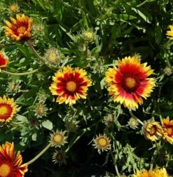 Korkadenblume Bremen - Gaillardia Aristata