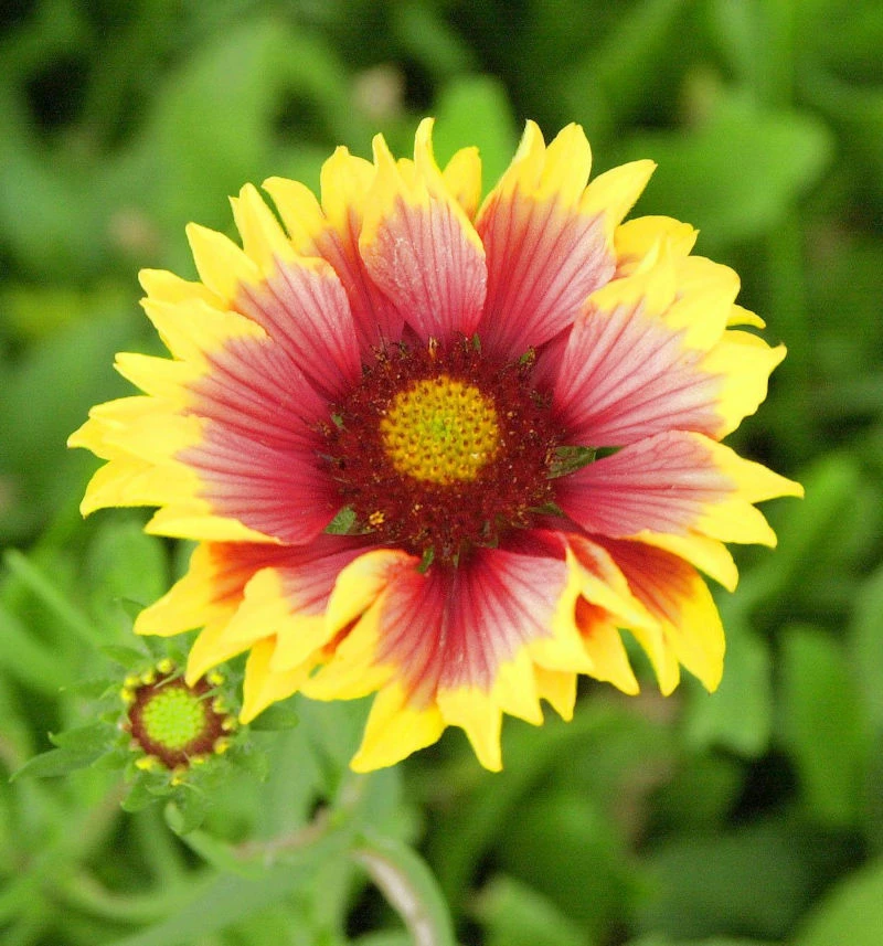 Korkadenblume Fackelschein - Gaillardia Grandiflora 3 Korkadenblume Fackelschein - Gaillardia Grandiflora