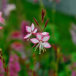 Prachtkerze Rosy Jane - Gaura Lindheimeri