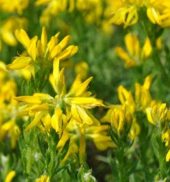 Aschgrauer Ginster 20-30cm - Genista Cinerea