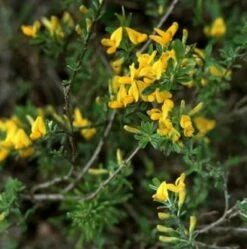 Sandginster Goldilocks 20-30cm - Genista Pilosa