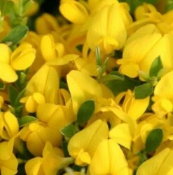 Sandginster Minor 20-30cm - Genista Pilosa