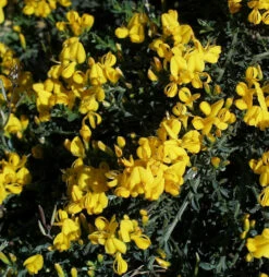 Sandginster Vancouver Gold 30-40cm - Genista Pilosa