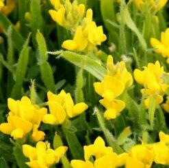 Pfeilginster 20-30cm - Genista Sagittalis