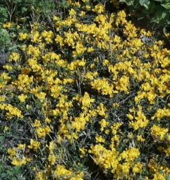 Porlock Ginster 20-30cm - Genista