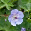 Storchschnabel Azure Rush - Großer Topf - Geranium Cultorum 2 Storchschnabel Azure Rush - Großer Topf - Geranium Cultorum -NR-01 Verkäufe Geranium cultorum AzureRush 1