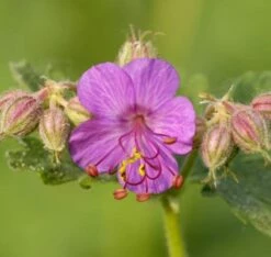 Balkanstorchschnabel Ingwersen - Geranium Macrorrhizum