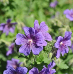 Pracht Storchschnabel - Geranium Magnificum