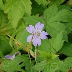 Knotiger Schatten Storchschnabel Simon - Geranium Nodosum