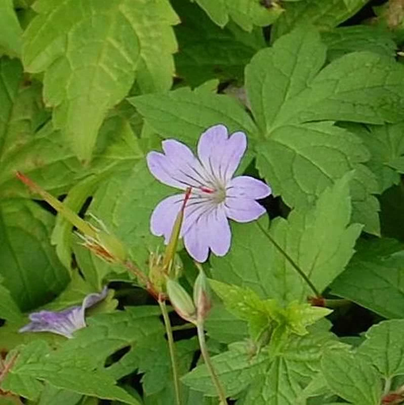 Knotiger Schatten Storchschnabel Simon - Geranium Nodosum 3 Knotiger Schatten Storchschnabel Simon - Geranium Nodosum
