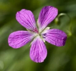 Sumpf Storchschnabel - Geranium Palustre