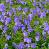 Wiesenstorchschnabel Johnsons Blue - Geranium Pratense -NR-01 Verkäufe Geranium pratense JohnsonsBlue