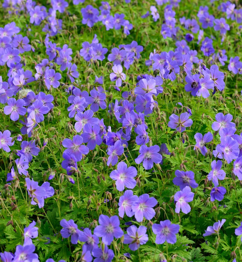 Wiesenstorchschnabel Johnsons Blue - Geranium Pratense 3 Wiesenstorchschnabel Johnsons Blue - Geranium Pratense