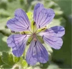 Kaukasus Storchschnabel Philppe Vapelle - Geranium Renardii