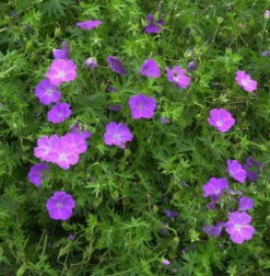 Storchschnabel - Geranium Sanguineum