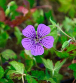 Storchenschnabel Pink Penny - Geranium Wallichianum