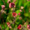 Bachnelkenwurz Flames Of Passion - Geum Rivale 2 Bachnelkenwurz Flames Of Passion - Geum Rivale -NR-01 Verkäufe Geum rivale Flames of Passion 1