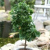 Hochstamm Fächerblattbaum Troll 80-100cm - Ginkgo Biloba 1 Hochstamm Fächerblattbaum Troll 80-100cm - Ginkgo Biloba -NR-01 Verkäufe Ginkgo bilobaTroll Stamm