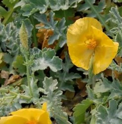 Hornmohn - Glaucium Flavum