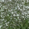 Riesenschleierkraut Schneeflocke - Gypsophila Paniculata 2 Riesenschleierkraut Schneeflocke - Gypsophila Paniculata -NR-01 Verkäufe Gypsophila Paniculata Schneeflocke 1