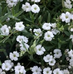 Teppich Schleierkraut Filou White - Gypsophila Repens