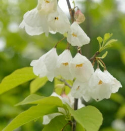 Schneeglöckchen Baum 60-80cm - Halesia Carolina