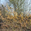 Zaubernuß Orange Beauty 60-80cm - Hamamelis Intermedia 2 Zaubernuß Orange Beauty 60-80cm - Hamamelis Intermedia -NR-01 Verkäufe Hamamelis intermedia OrangeBeauty 1