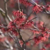 Rote Zaubernuß Ruby Glow 60-80cm - Hamamelis Intermedia 2 Rote Zaubernuß Ruby Glow 60-80cm - Hamamelis Intermedia -NR-01 Verkäufe Hamamelis intermedia Ruby Glow 1 1