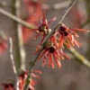 Zaubernuß Diane 60-80cm - Hamamelis Intermedia 1 Zaubernuß Diane 60-80cm - Hamamelis Intermedia -NR-01 Verkäufe Hamamelis intermediaDiane 3